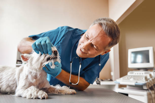 Best Walk-In Emergency Dentist in Kingman, KS